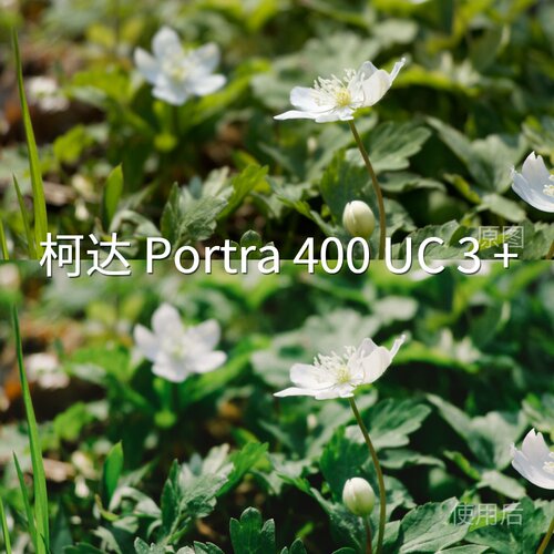 柯达Portra400UC3+LUT D-LogMH-LogREDLogFilm安卓O-LogF-华为P50