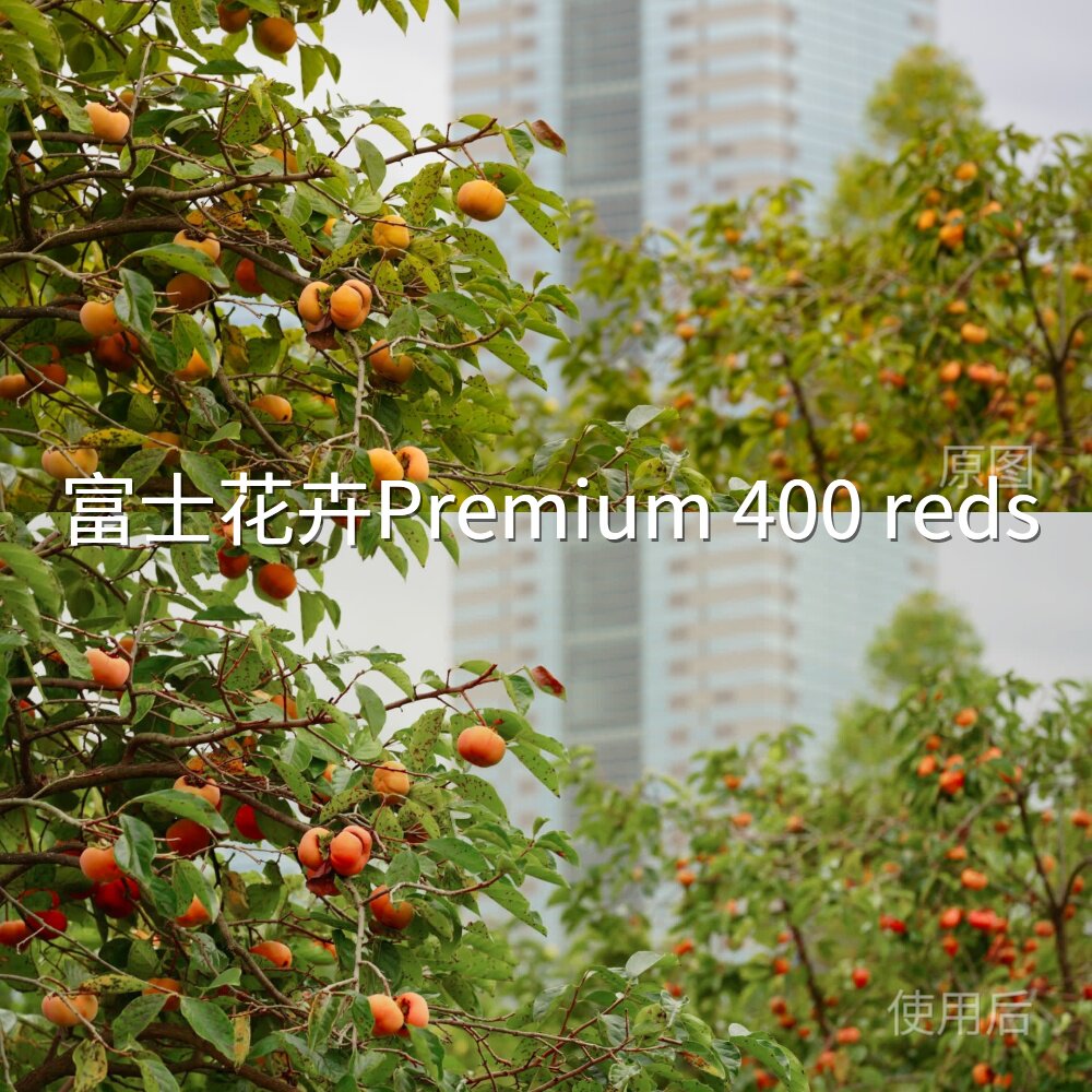 富士花卉Premium400redsLUT D-CinelikeVN视频剪辑AppleHDRHXT200