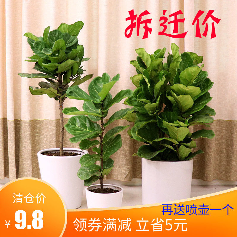 大琴葉榕小盆栽苗棒棒糖老樁北歐風格四季大型綠植物客廳室內花卉在類目 鮮花速遞/花卉仿真/綠植園藝, 花卉/綠植盆栽（新）, 綠植中 - 來自Buy2taobao.com提供專業的淘寶代購服務