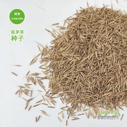 【进口种源】嘉禾源硕鼠茅草种籽绿肥种子果园鼠毛草种子茅草种子