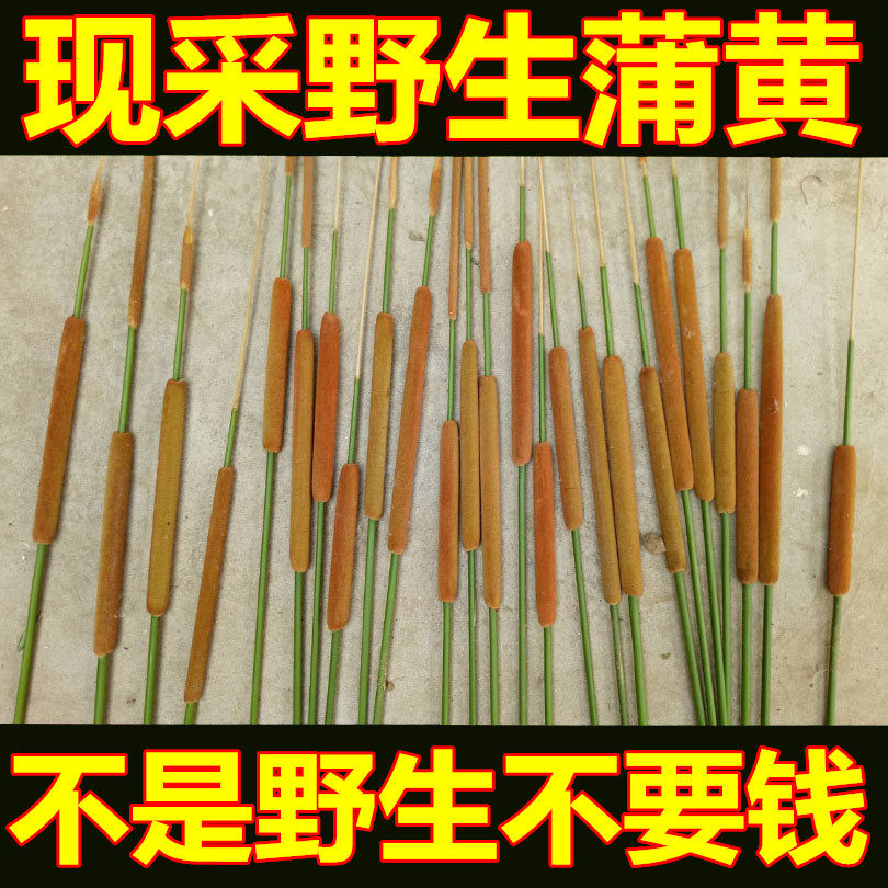 现采新鲜香蒲草棒野生蒲黄水蜡烛毛蜡烛香肠草蒲棒绒枕头枕芯包邮