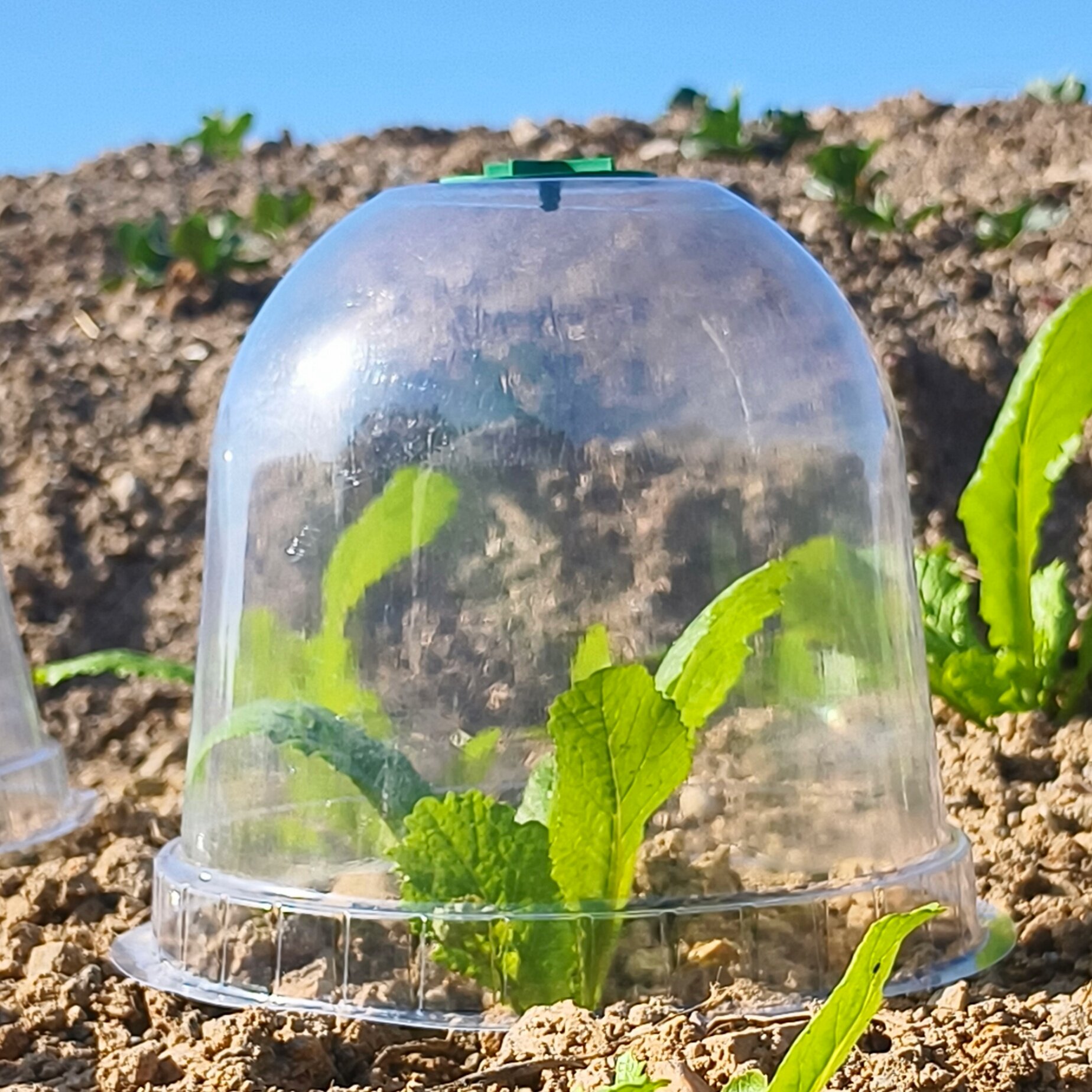 2420圆形透明植物保温罩温室大棚花卉盆栽过冬花盆加仑盖防寒罩