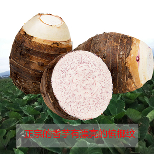 达湘缘正宗湖南江永香芋新鲜槟榔芋粉糯香芋头5斤农家自种大果