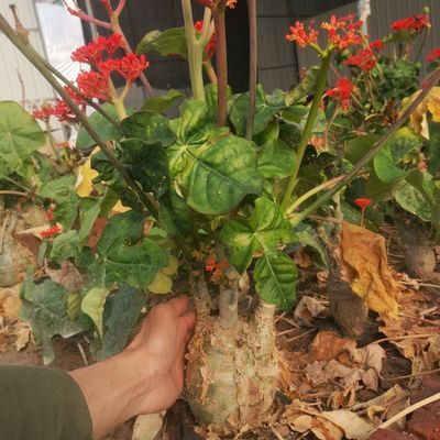 热销开花植物 佛肚海棠块根植物观花佛肚树多肉植物盆栽多头老桩