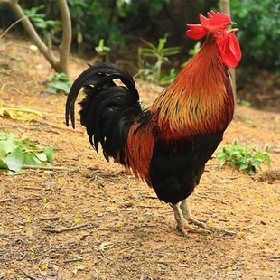 农村散养大公鸡（净重4-4.5斤） 京东包邮