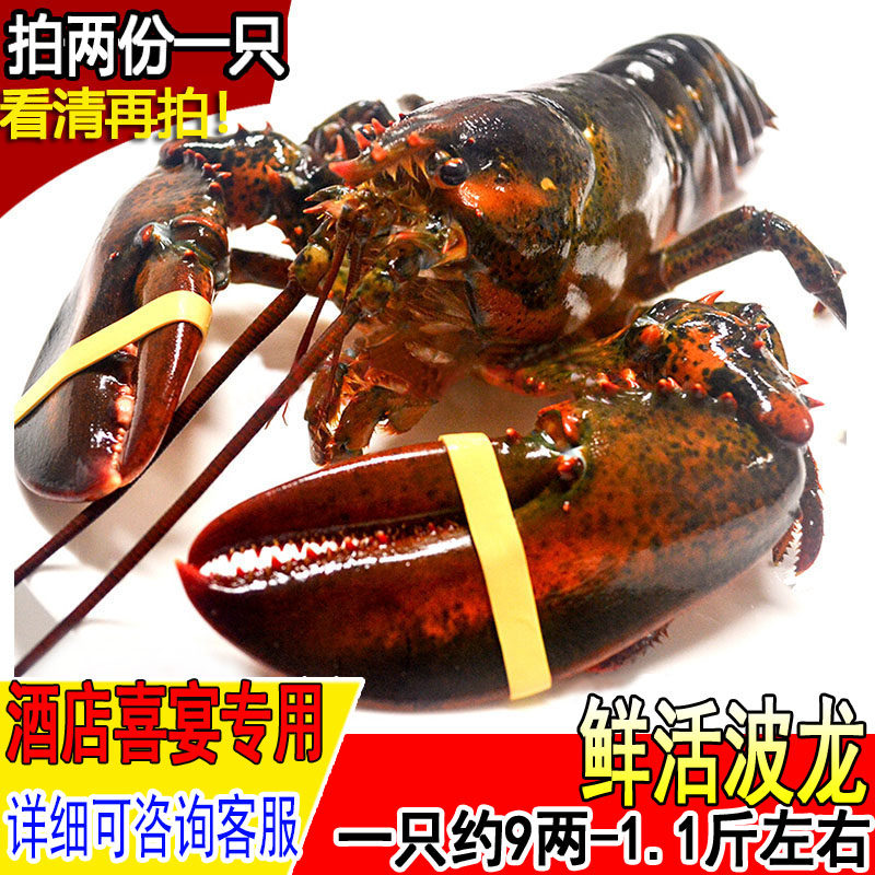鲜活波士顿龙虾新鲜波龙野生波斯顿1只约9两-1斤海鲜水产拍2份1只