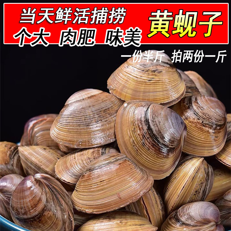 大黄蚬子鲜活无沙野生蛤蜊新鲜花甲黄贝海鲜包邮贝类水产拍2份1斤