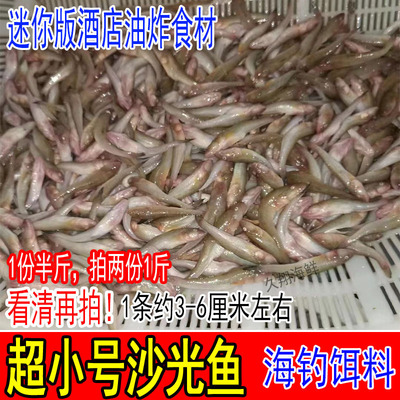 鲜活超小号迷你沙光鱼推浪鱼新鲜沙逛鱼海鲶鱼海鱼小龙鱼海钓饵料