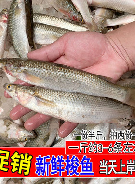 新鲜小梭鱼红眼鱼鲻鱼野生鲜活乌头鱼海捕海鱼海鲜水产1斤约3-6条