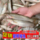 新鲜小梭鱼红眼鱼鲻鱼野生鲜活乌头鱼海捕海鱼海鲜水产1斤约3 6条