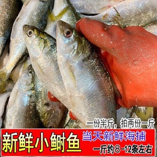 新鲜鲜活鲥鱼海鲫鱼鱼类海鱼连云港海鲜水产一斤约8-12条拍2份1斤