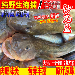 大新鲜鲜活沙光鱼连云港海鲜新鲜小龙鱼海鲶鱼扔巴鱼深海水产海鱼