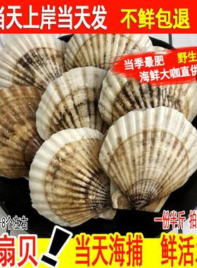 超大扇贝鲜活夏夷贝野生新鲜鲜贝烧烤海鲜蒜蓉扇贝王贝类水产海鲜