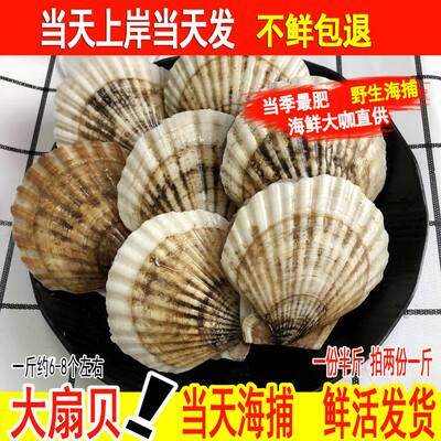 超大扇贝鲜活夏夷贝野生新鲜鲜贝烧烤海鲜蒜蓉扇贝王贝类水产海鲜