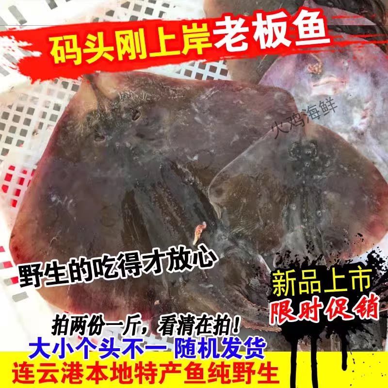 新鲜鳐鱼老板鱼平鱼鲜活偏口鱼蝶鱼老头鱼海鱼拍二份一斤海鲜水产