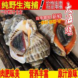 超大半斤鲜活大海螺野生特大海螺新鲜烧烤大螺连云港海鲜水产贝类