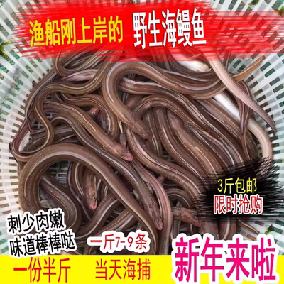 海鳗鱼星鳗鱼海鳝鱼鲜活1斤7-9条