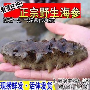 鲜活海参新鲜海参活刺参辽参野生约200g-300g1只海鲜水产拍2份1只