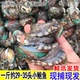超小号小鲍鱼鲜活1斤约29 35只新鲜深海贝类海鲜水产看清拍2份1只