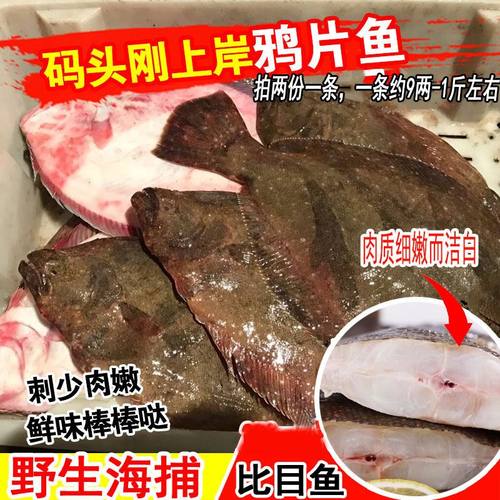 鲜活鸦片鱼新鲜野生大比目鱼碟鱼偏口鱼鲆鱼海鱼1条9-1斤海鲜水产