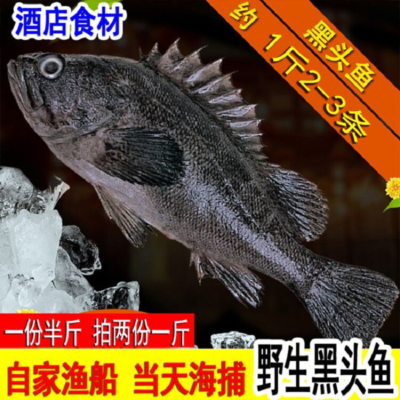 新鲜黑头鱼野生海鱼豆腐鱼鲜活鱼类海捕石斑鱼海鲜水产1斤约2-3条