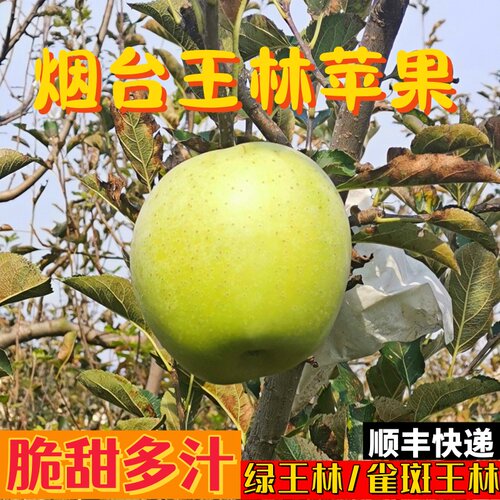 鲜御 烟台青森王林苹果青苹果水果新鲜脆甜当季甜苹果整箱丑苹果