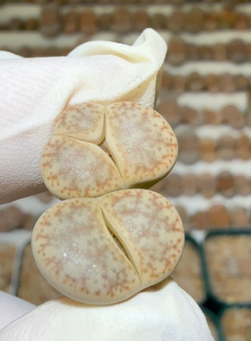 6465母本菊纹黄曲奔怪福利