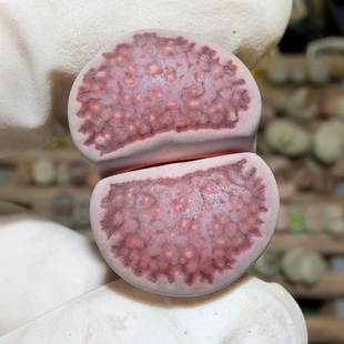 6179豹纹糖霜紫饼干母本2.5cm