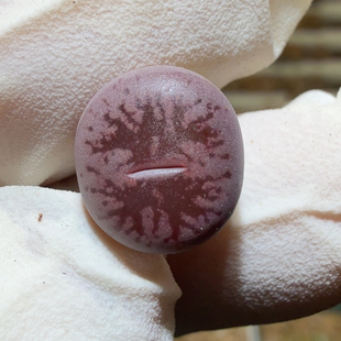 6420烟花窗紫箭绝绝子