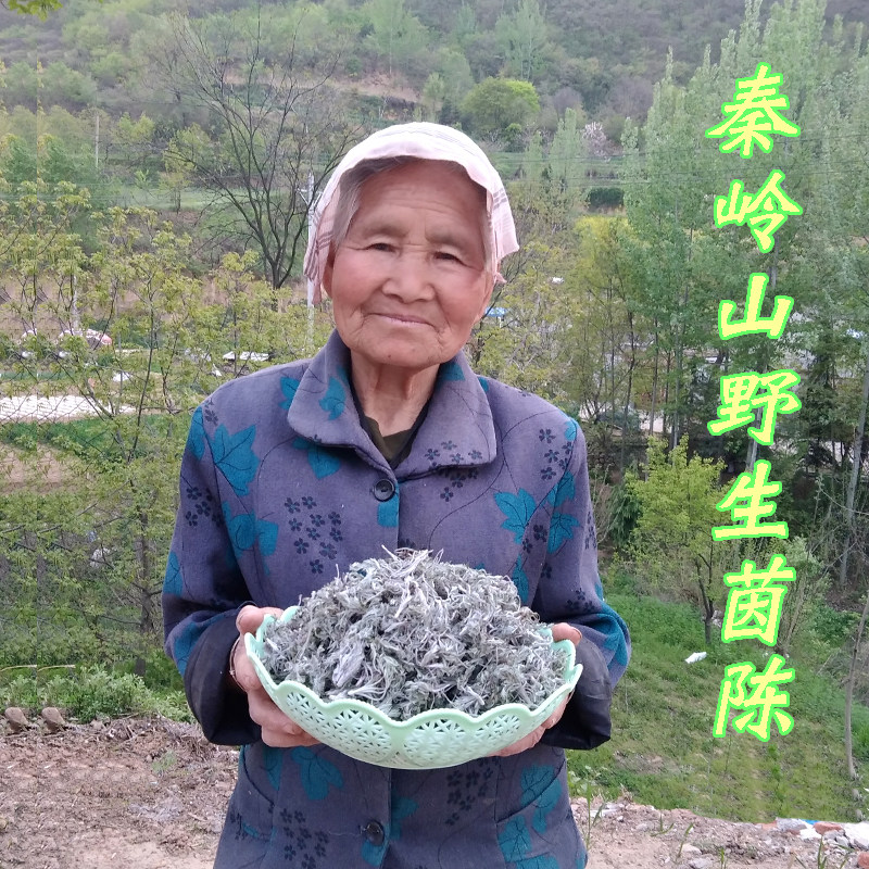 野生茵陈秦岭山2026年三月头茬新鲜茵陈干货无硫中药材绵白蒿泡茶