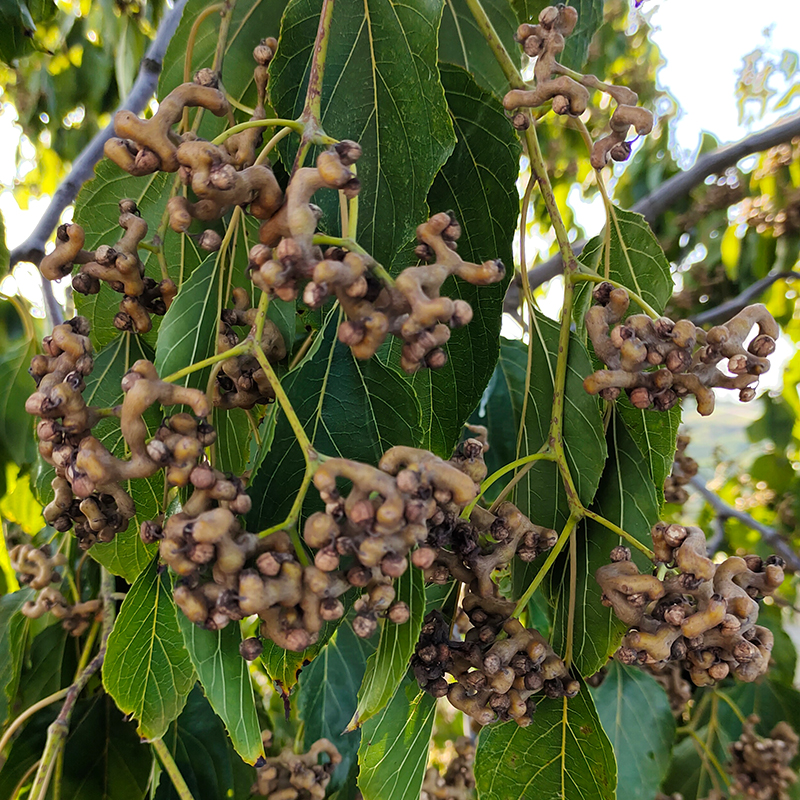 野生新鲜拐枣鸡爪梨万寿果