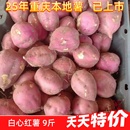 重庆红薯山芋助农地瓜红皮白心红薯新鲜干瓤粉红苕老板栗番薯9斤