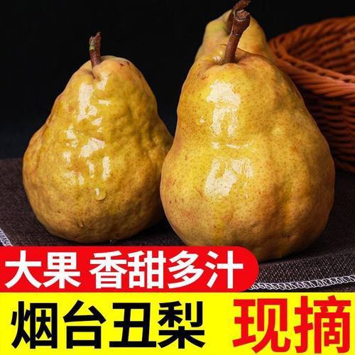 正宗中华丑梨软糯梨子山东烟台新鲜水果莱阳梨当季太婆佛手香甜粉