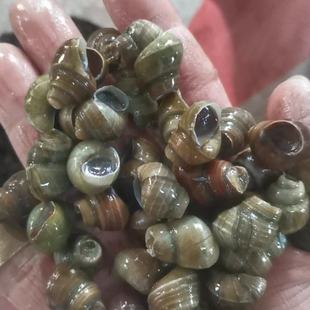 柳伍螺蛳9斤 三去嗦螺剪尾去尾柳五田螺 夜宵去沙去脏冷冻石螺单