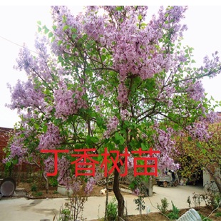 丁香花树苗盆栽阳台庭院浓香室内外四季花卉耐寒绿植物紫丁香花苗