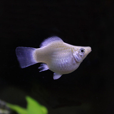 小型热带观赏鱼皮球鱼玛丽球胎生鱼生小鱼除油膜活体宠物鱼小金鱼