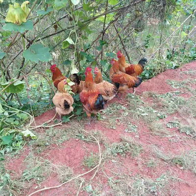 农家散养土鸡EMS空运包邮