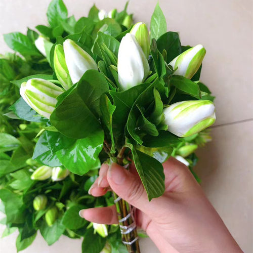 小林淘品桅子花犍为清溪