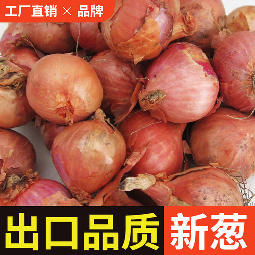 东北毛葱黑龙江当季蔬菜鬼子葱