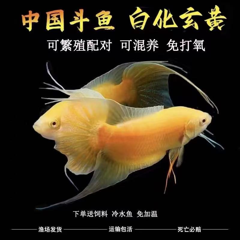中国斗鱼黄金斗鱼玄黄金斗鱼活体活鱼金鱼好养耐养冷水淡水观赏鱼