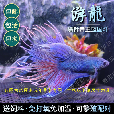中国斗鱼游龙无纹蓝帝王蓝活体活鱼淡水冷水耐养好养免加温小金鱼
