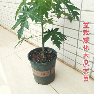 矮脚木瓜树苗红心木瓜四季南北方种植阳台盆栽当年结果木瓜水果苗