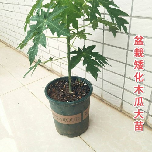 矮脚木瓜树苗红心木瓜四季南北方种植阳台盆栽当年结果木瓜水果苗