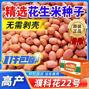 【无包衣】濮科花22号不带壳花生米种子高油率抗病抗旱薄皮高产量