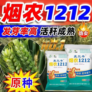 双国审提纯复壮高产小麦种子烟农1212当季新种分蘖强抗寒抗旱原种