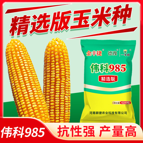 优质玉米种伟科985耐密植产量好耐旱耐涝不挑地抗锈病好4200粒