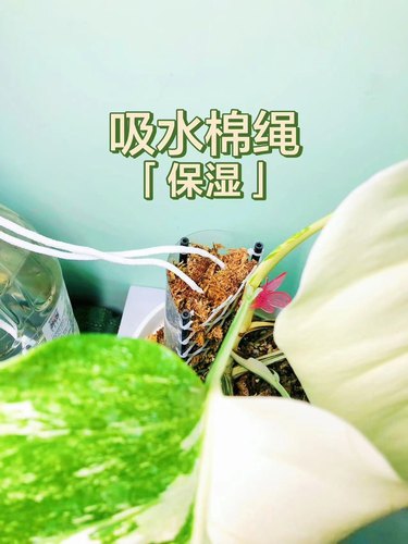 水苔柱保湿吸水棉绳懒人花盆浇水