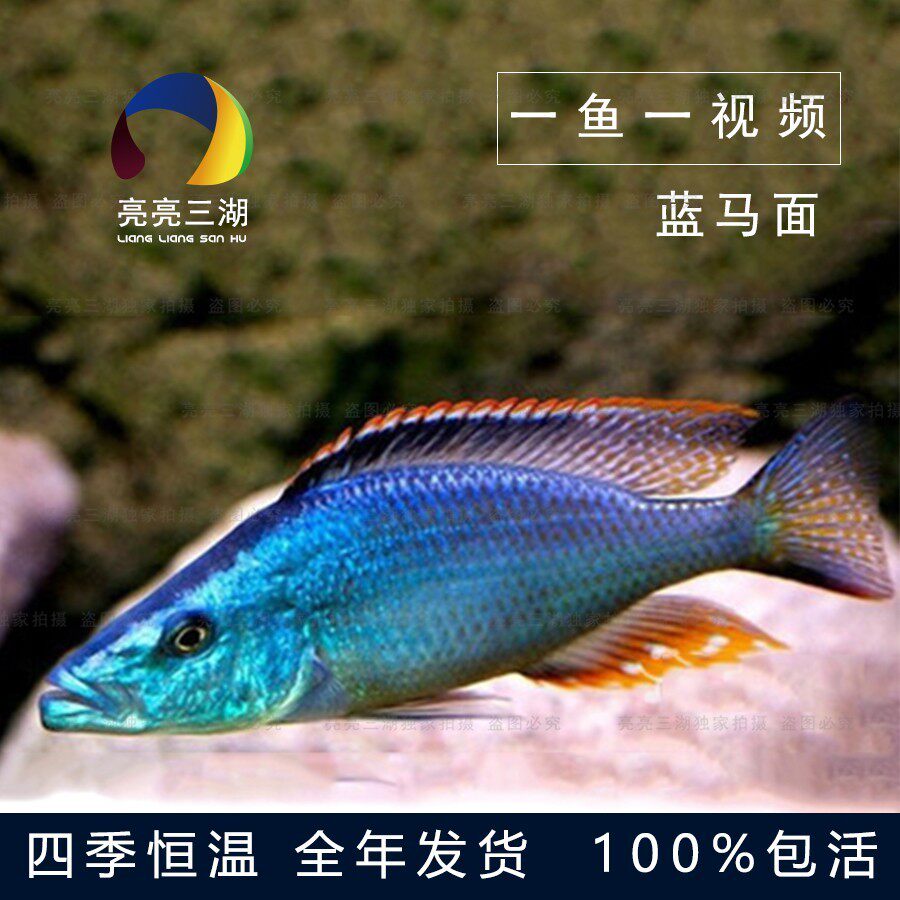 精品马鲷大马类发色公鱼三湖慈鲷鱼马鲷坦鲷布隆迪六间热带观赏鱼