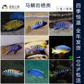 三湖慈鲷鱼 精品大马鲷岩栖类发色公鱼合集热带鱼淡水观赏鱼活体