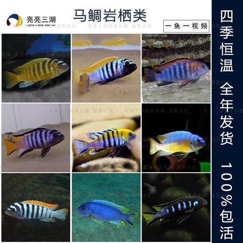 精品鲷鱼三湖淡水观赏鱼淡水